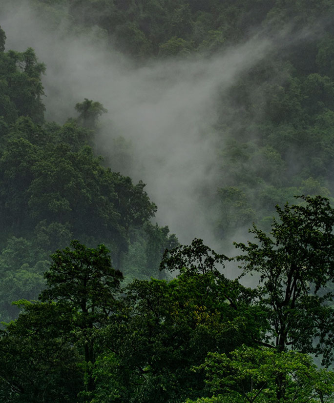 Protect-the-rainforest